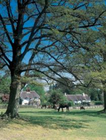 A Historic Tour of New Forest