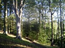Preston Tower, Chathill