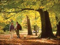 Royal Forest of Dean, Forest of Dean